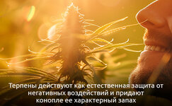 Terpeny__J7BjByaMlZJD2S8z.jpg Terpeny__J7BjByaMlZJD2S8z.jpg