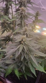 IMG_0883.jpeg