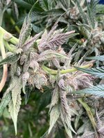 IMG_1082.jpeg