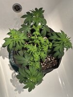 BlackBerry moonrock фото