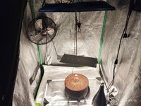 Cookies на буйских, подготовка к Новому году