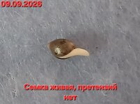 Дымка
