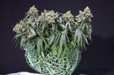 Kees' Old School Haze regular