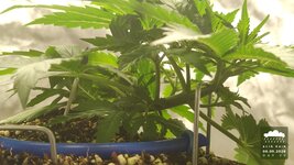 2026-09-06_acid-rain-01_veg-w03d20_full_01.jpg