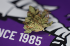 Kees' Old School Haze regular