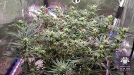 2026-10-23_aya-01_flo-w09d67_canopy_01.jpg