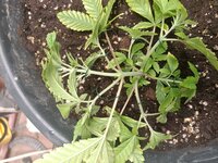 IMG_20261029_174536_007.jpg
